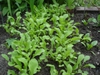 Eruca vesicaria
