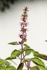 Ocimum tenuiflorum