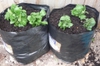 Solanum tuberosum