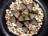 Haworthia