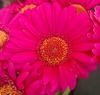 Gerbera jamesonii
