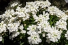 Iberis sempervirens
