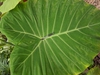 Alocasia x 'Calidora'