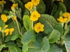 Primula elatior
