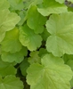Lime green scalloped leaves.