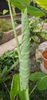 Alocasia x 'Calidora'