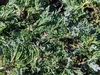 Juniperus horizontalis 'Wiltonii'