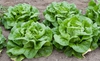 Lactuca sativa