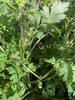 Stem & under leaf