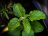 Opposite leaves