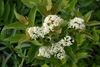 Clusters of flowers appear in the summer