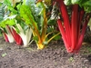 row of plants with petiole stalks red, white, or yellow.