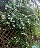 On trellis