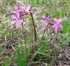 Phlox pilosa