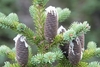 Grayish upright cones at the tip of an Abies balsamea tree