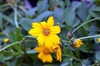 Coreopsis auriculate 'Nana'
