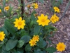 leaves and flowers