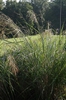 Panicum amarum 'Dewy Blue'