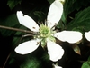 Rubus flagellaris