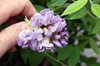 Wisteria frutescens 'Amethyst Falls'