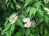 Flower buds, open flowers and leaves.