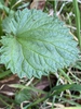 Dentate leaf margin.
