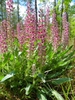 Lupinus villosus