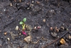 Seedlings already showing red or yellow colors.