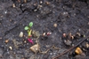 Beta vulgaris (Leaf Beet Group)