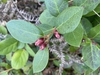 Flower buds in early spring.