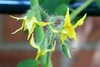 Close-up of yellow flowers with anthers arranged in a cone.