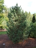 Pinus cembra