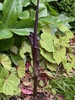 Bud