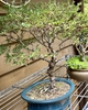 As bonsai