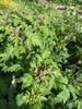 Plant in bud