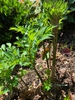 New foliage