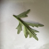 underside of leaf