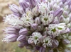 Inflorescence