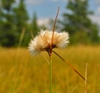 Tawny Cottongrasss