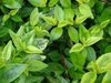Ovate, variegated opposite leaves with serrated margins