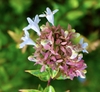 White, tubular flowers with 5 lobes and 5 sepaled pinkish calyx