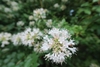 Flower detail of white bell shaped flowers