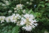 Flower detail of white bell shaped flowers of Abelia chinensis