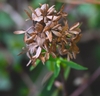 Closeup of persistent brown calyx with 5 lobes