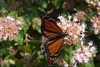 Butterfly on flowers