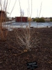 Abelia mosanensis winter