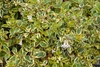 Flower & leaf of Abelia x grandiflora 'Hopley's'