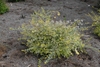 View of whole plant in bloom of Abelia x grandiflora 'Hopley'
