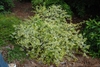 Whole plant view of Abelia x grandiflora