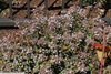 Low, mounding habit with red calyces and white flowers.